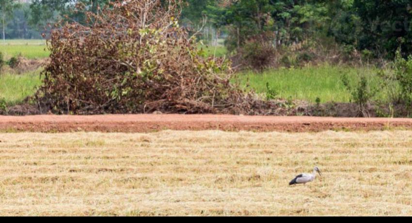 Agriculture Ministry to pay compensation for crops